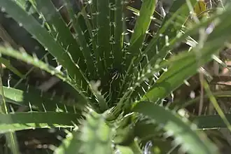 Alpaida quadrilorata