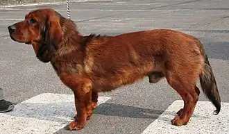 Alpenländische dachsbracke