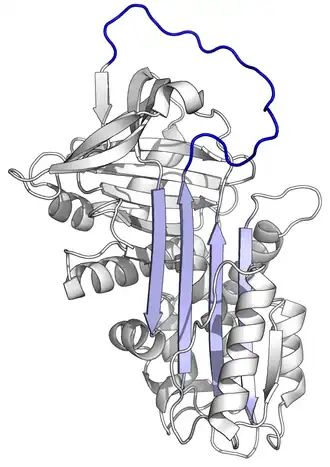 Structuur van alfa-1-antitrypsine met het reactieve centrum blauw gekleurd