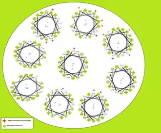 Wieldiagram van de alfa-helix
