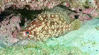 Alphestes immaculatus