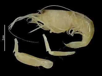 Alpheus angustilineatus (Nomura & Anker 2005)