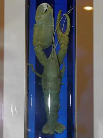 Alpheus brevicristatus