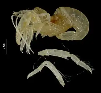 Alpheus bucephaloides