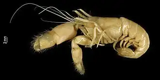 Alpheus galapagensis