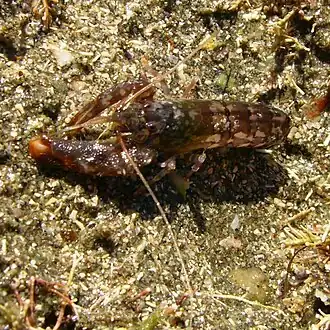 Alpheus novaezealandiae