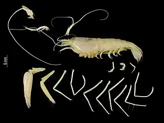 Alpheus parvimaculatus