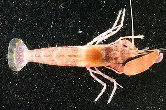 Alpheus percyi