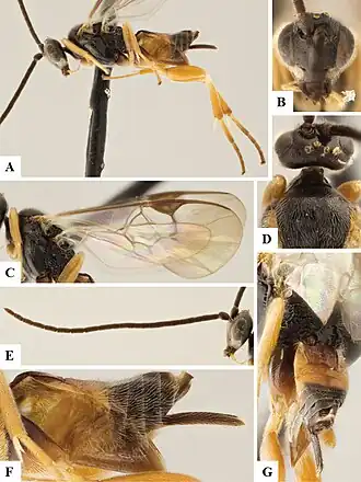 Alphomelon simpsonorum