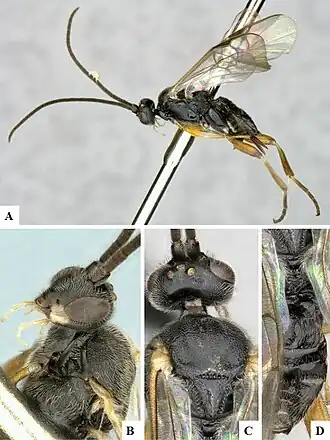 Alphomelon winniewertzae