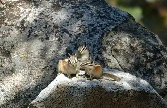 Bergchipmunk
