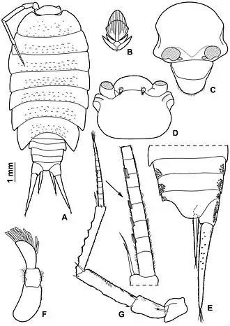 Alpioniscus fragilis