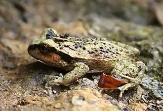 Alsodes valdiviensis