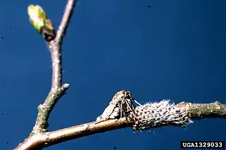 Voorjaarsboomspanner