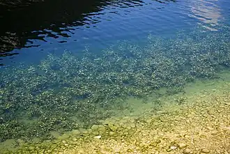 Een vegetatieaspect in augustus