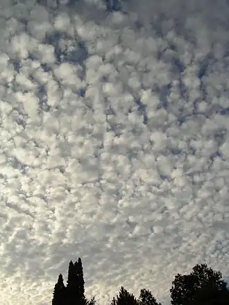 Altocumulus stratiformis