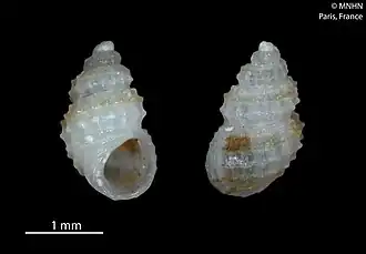 Simulamerelina bermudensis