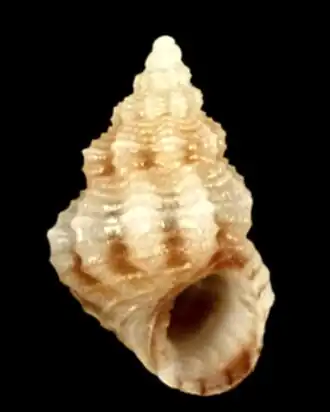 Alvania colossophilus
