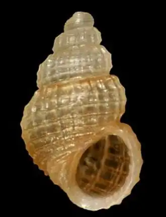 Alvania dianiensis