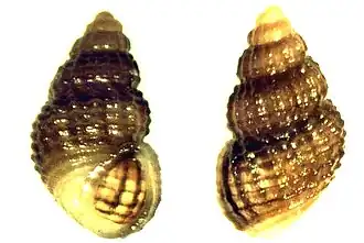 Alvania mediolittoralis
