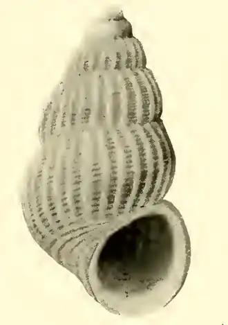 Alvania profundicola