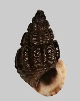 Alvania schwartziana