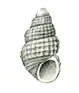 Alvania sombrerensis