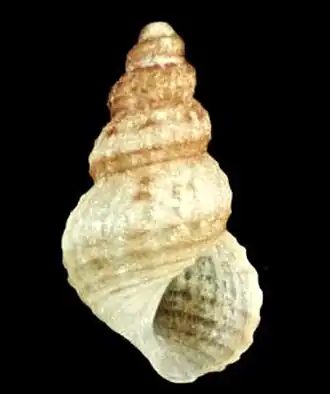 Alvania sororcula