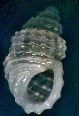 Alvania subcrenulata