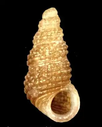 Alvania suprasculpta