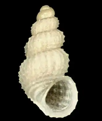 Alvania tomentosa