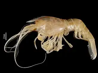 Alvinocaris methanophila