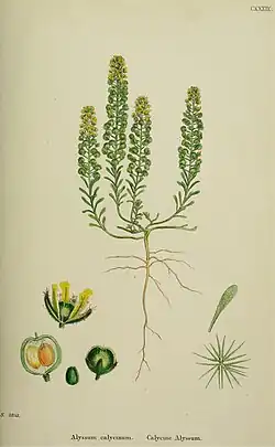 English Botany, or Coloured Figures of British Plants