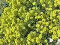 Alyssum saxatile