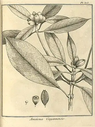 Grootbladige marmeldoos