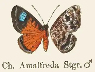 Argyrogrammana amalfreda
