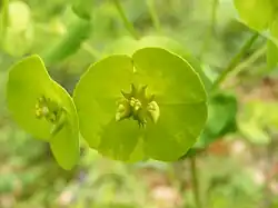 Amandelwolfsmelk (Euphorbia amygdaloides)