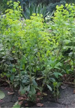 Amandelwolfsmelk (Euphorbia amygdaloides)