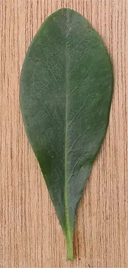 omgekeerd-eirond blad van amandelwolfsmelk (Euphorbia amygdaloides)