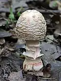 Amanita rubescens in een jong stadium