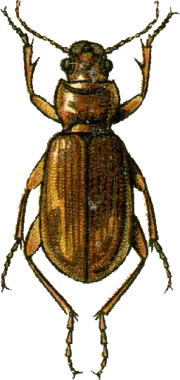 Amara lutescens