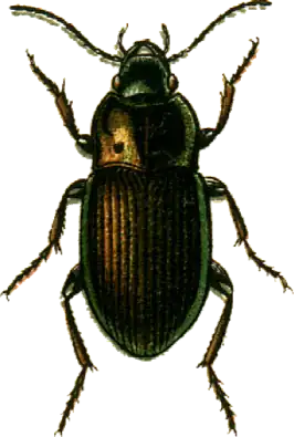 Polderdrietandglimmer