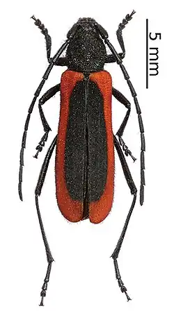 Amarysius duplicatus