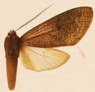 Amastus muscosa