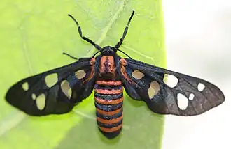 Amata passalis