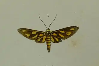 Amata pfeifferae