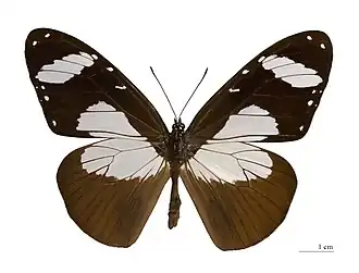 Amauris niavius