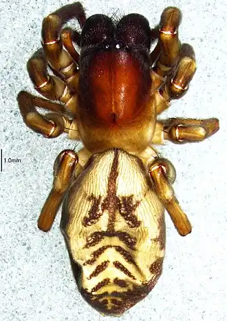 Amaurobioides