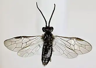 Amauronematus lateralis