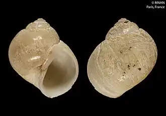 Amauropsis brassiculina